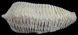 Cretaceous Fossil Oyster (Rastellum) - Madagascar #54448-1
